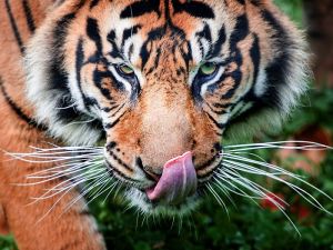 54bac88e25d8a7d1fb1267e40e560077